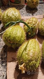 Zucchine chayote spinose