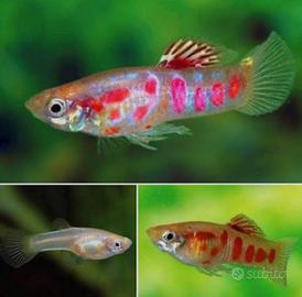 Endler ginga rubra