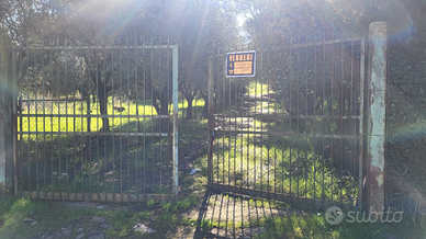 Terreno con uliveto Roma