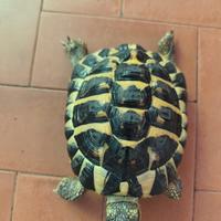 Tartaruga hermanni