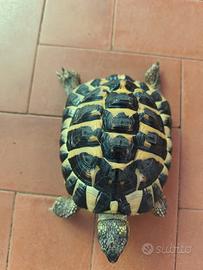 Tartaruga hermanni