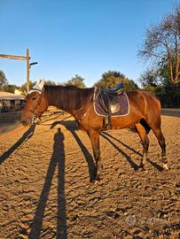 Cavallo castrone di 4 anni