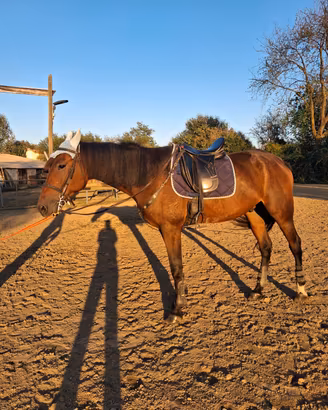 Cavallo castrone di 4 anni