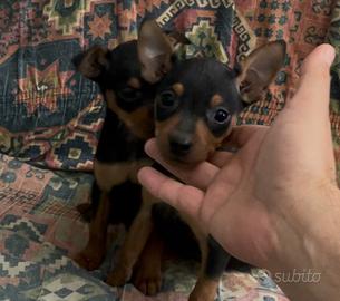 Pinscher nano femmina
