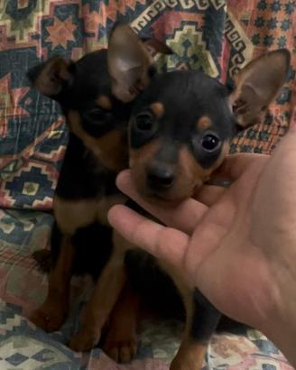Pinscher nano femmina