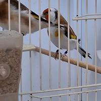 Cardellini Major Coppia