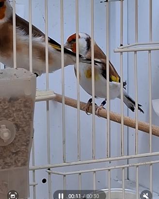 Cardellini Major Coppia