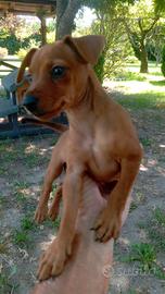 pinscher femmina
