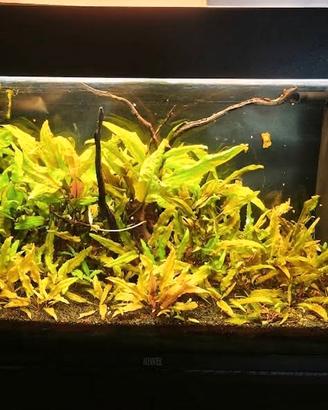 Acquario Juwel Rio 125 +  accessori
