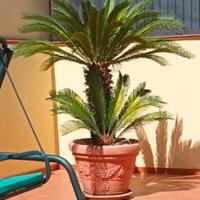 Cycas