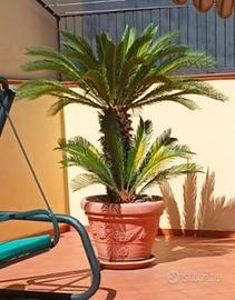 Cycas