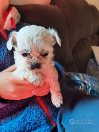 Cuccioli shitzu