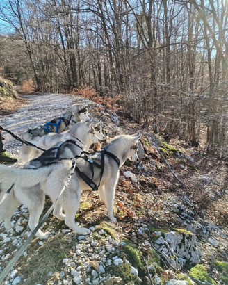 Siberian husky