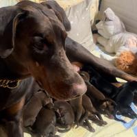 Meravigliosi cuccioli di Dobermann in consegna