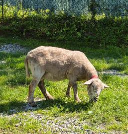 Pecora incrocio Suffolk x Texel