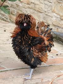 Maschio padovana riccio