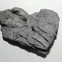 Brachiopode incastonato in piastra devoniana