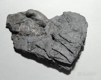 Brachiopode incastonato in piastra devoniana