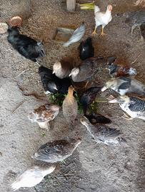 animali da cortile 