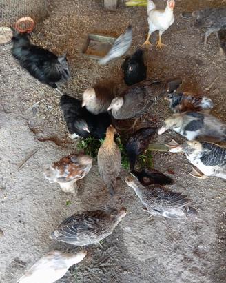 animali da cortile 