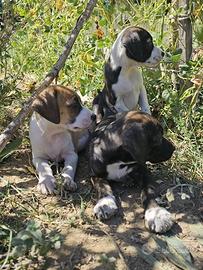 Cuccioli meticci