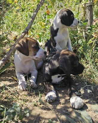 Cuccioli meticci