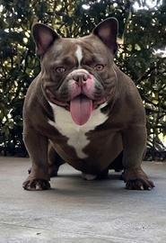 American bully