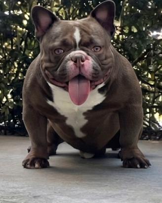 American bully