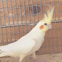Pappagalli
