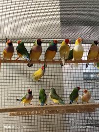 Diamanti di Gould
