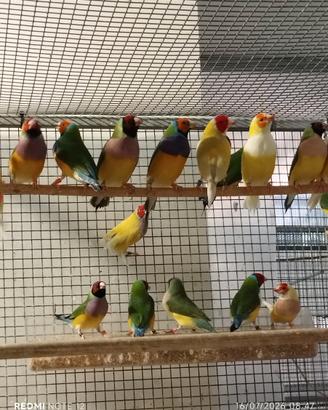 Diamanti di Gould