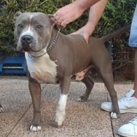 Amstaff per monta