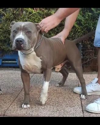 Amstaff per monta