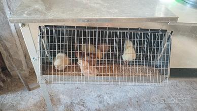 Pulcini di galline ovaiole