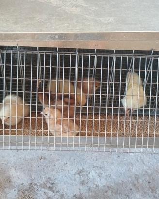 Pulcini di galline ovaiole