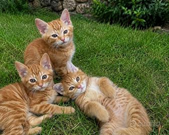 Gattini mix Maine coon