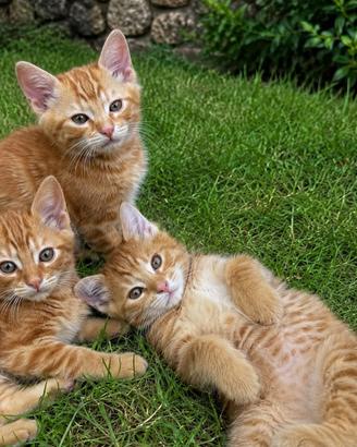 Gattini mix Maine coon