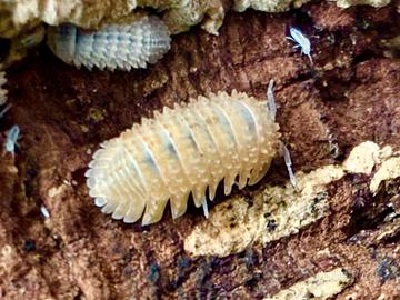 Isopodi Cristarmadillidium Muricatum