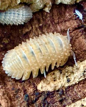 Isopodi Cristarmadillidium Muricatum