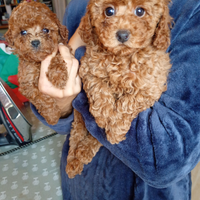 Barboncini nani e Toy rossi