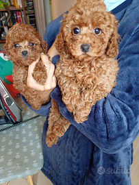 Barboncini nani e Toy rossi