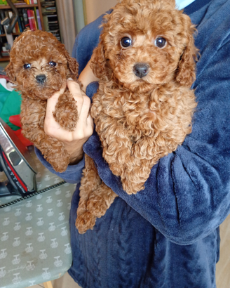 Barboncini nani e Toy rossi