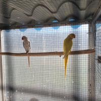 Pulli parrochetto dal collare