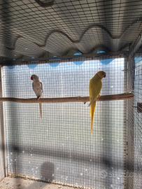 Pulli parrochetto dal collare