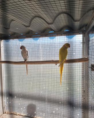 Parrochetto dal collare