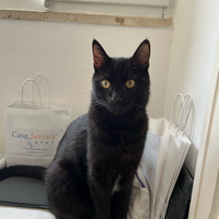 Gatto nero