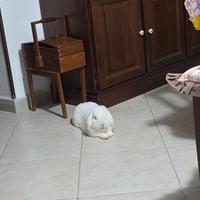 Coniglio ariete maschio