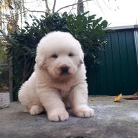 Cuccioli cane da montagna dei pirenei