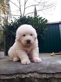 Cuccioli cane da montagna dei pirenei