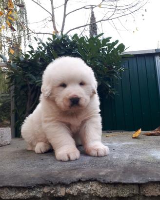 Cuccioli cane da montagna dei pirenei